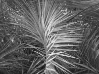 ~other palms~ image copyright Kris Lee 2012