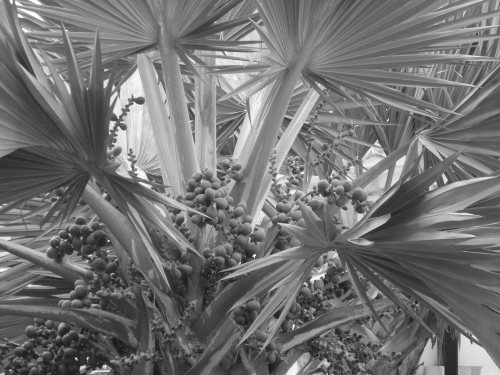 ~palms palms palms~ image copyright Kris Lee 2012
