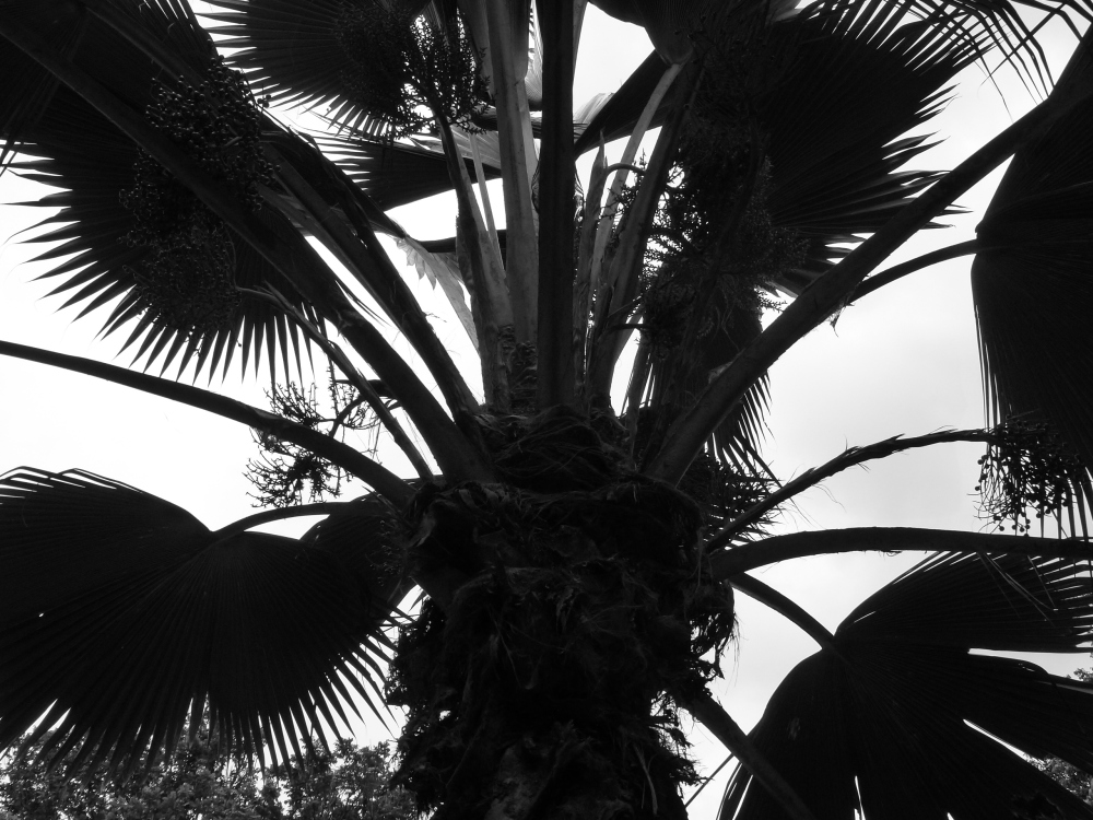 palms palms palms (2/3)
